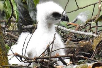 Bayi Elang Jawa Ditemukan Di Gunung Gede